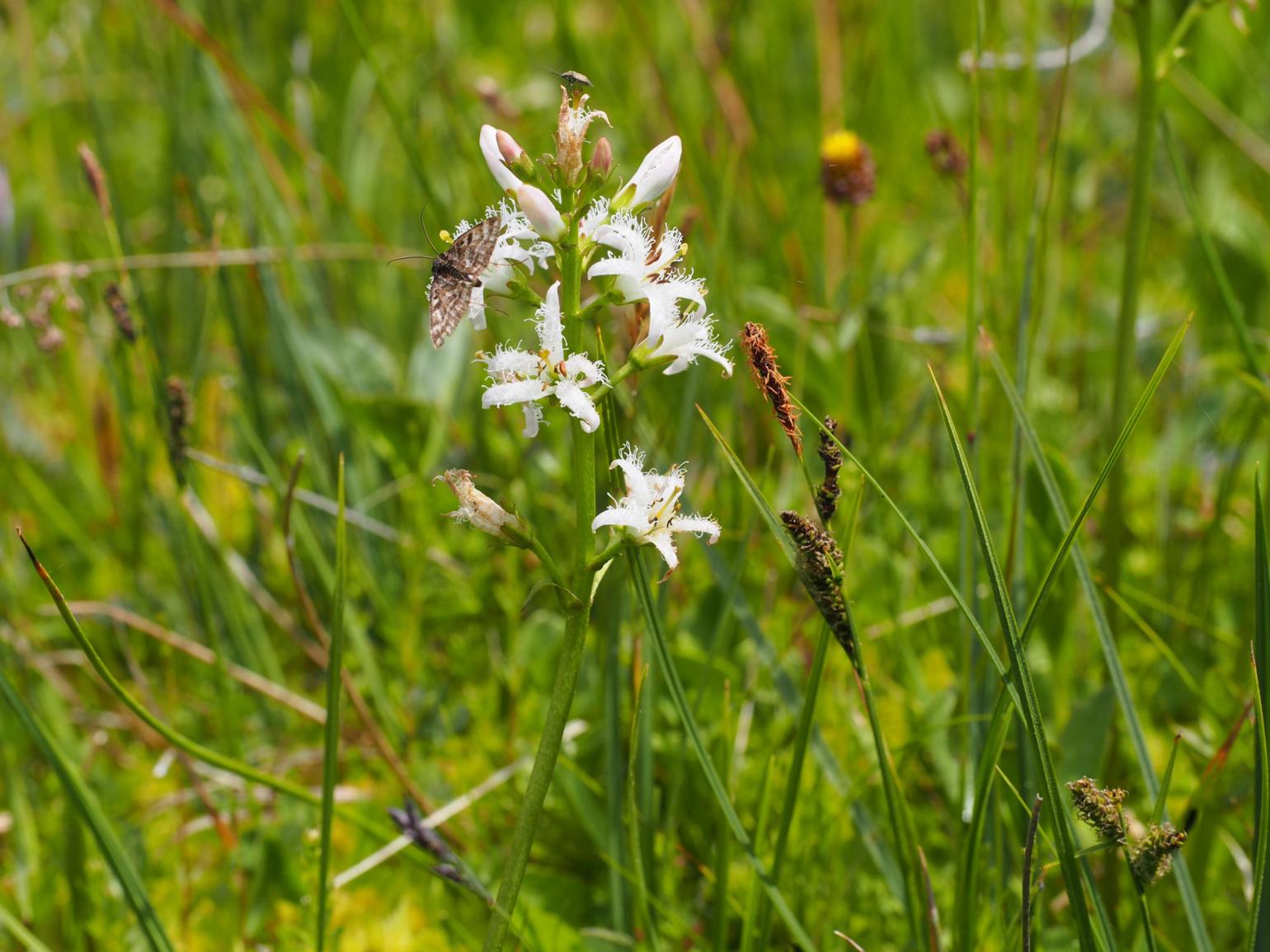 Bogbean